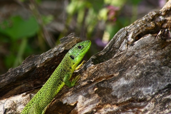 lucerta bilineata e podarcis muralis